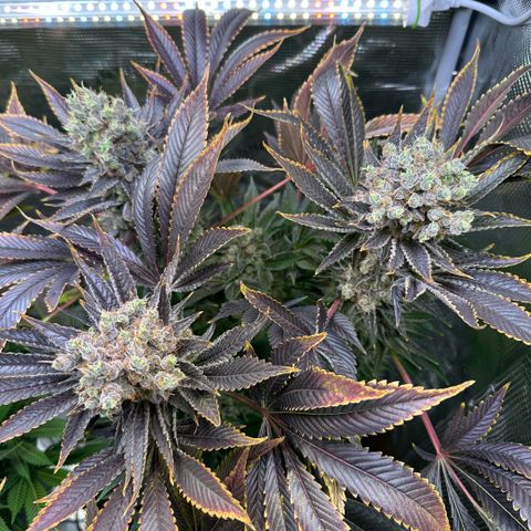 Blackberry Moonrocks growlog timeline photo