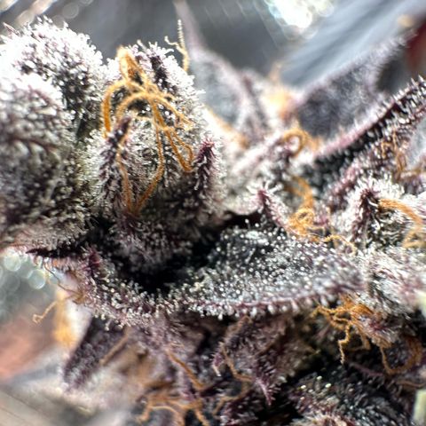 Frostade growlog timeline photo