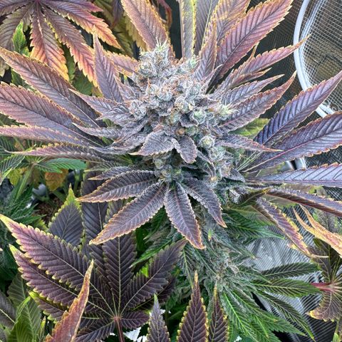 Blackberry Moonrocks growlog timeline photo