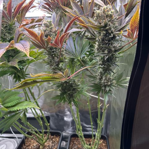 Blackberry Moonrocks growlog timeline photo