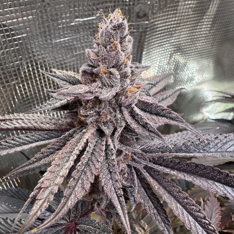 Frostade growlog timeline photo