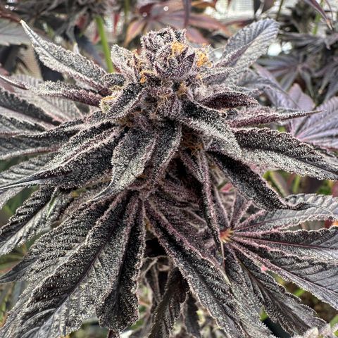 Frostade growlog timeline photo