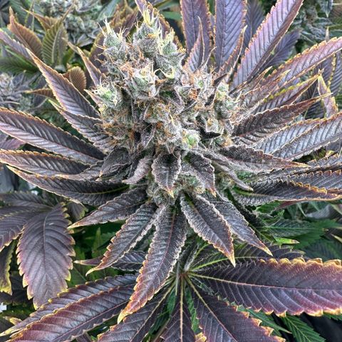Blackberry Moonrocks growlog timeline photo