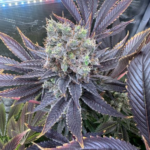 Blackberry Moonrocks growlog timeline photo