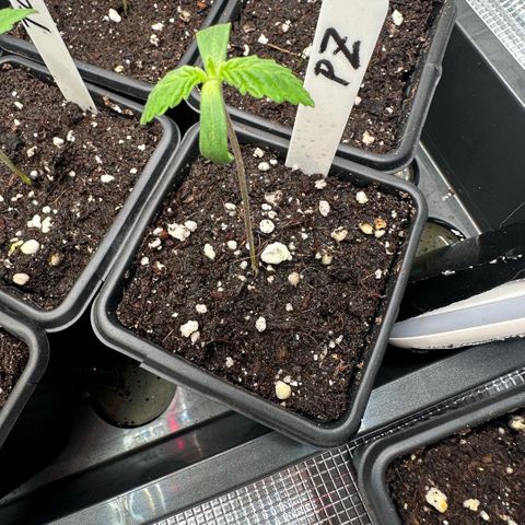 Purple Zkittlez  growlog timeline photo