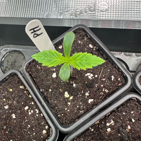 Purple Haze growlog timeline photo