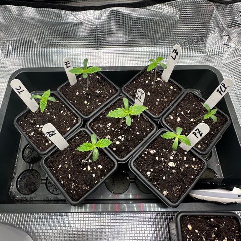 Purple Haze growlog timeline photo
