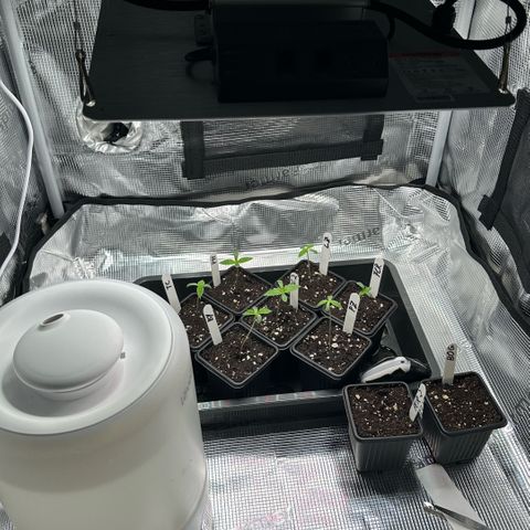 Purple Haze growlog timeline photo