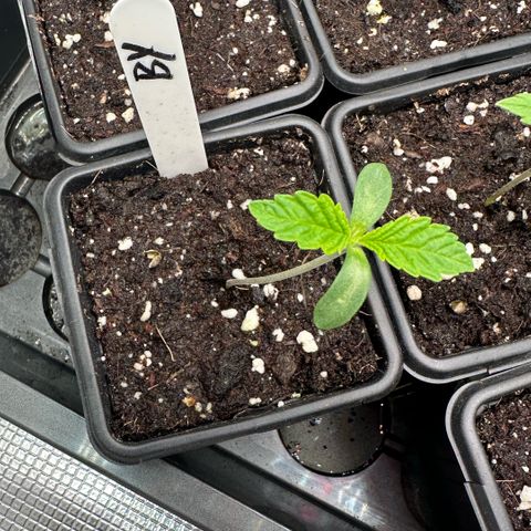Baby Yoda growlog timeline photo