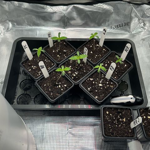Purple Haze growlog timeline photo