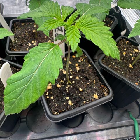 Purple Zkittlez  growlog timeline photo