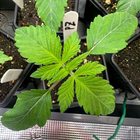 Purple Zkittlez  growlog timeline photo