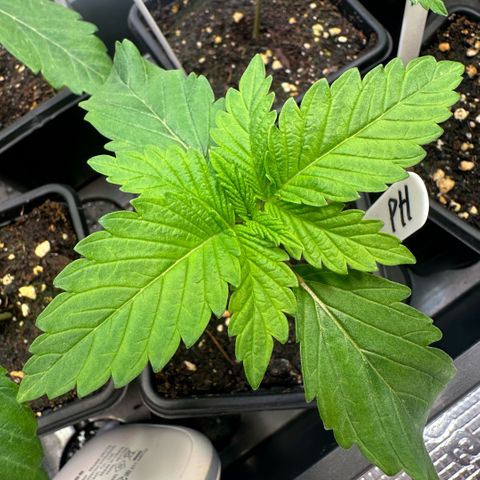 Purple Haze growlog timeline photo