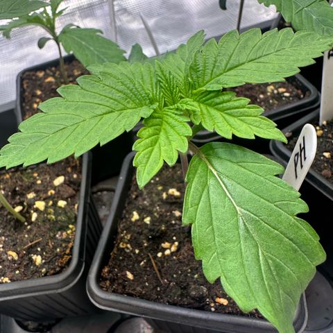Purple Haze growlog timeline photo