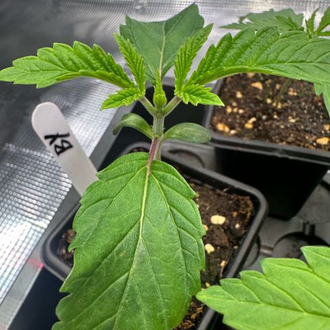 Baby Yoda growlog timeline photo