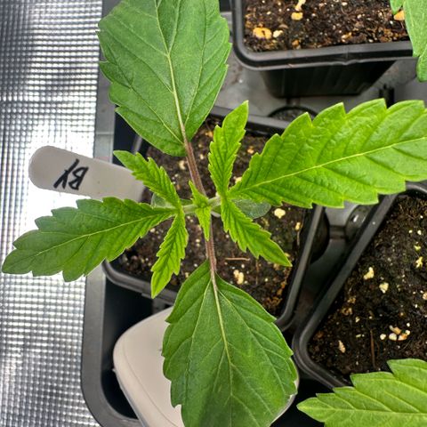 Baby Yoda growlog timeline photo