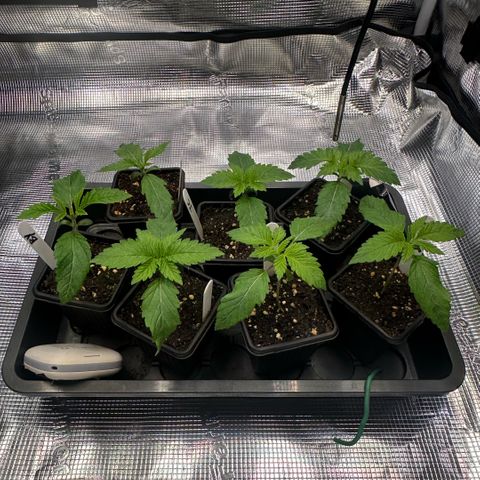 Purple Haze growlog timeline photo