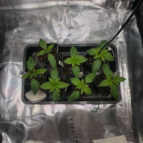 Purple Haze growlog timeline photo