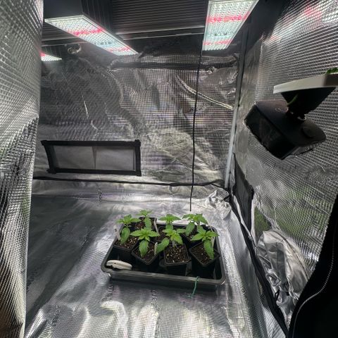 Purple Haze growlog timeline photo