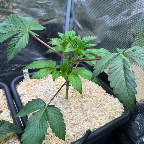 Purple Zkittlez  growlog timeline photo