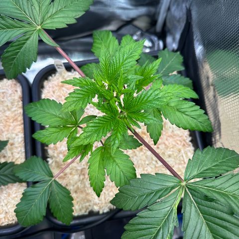 Purple Zkittlez  growlog timeline photo