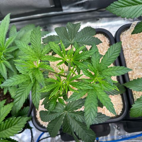 Baby Yoda growlog timeline photo
