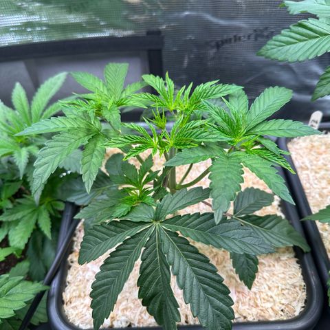 Baby Yoda growlog timeline photo