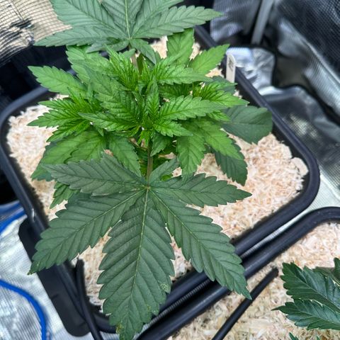 Purple Haze growlog timeline photo