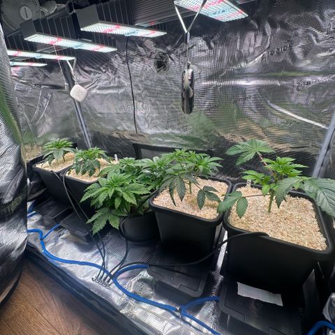 Purple Haze growlog timeline photo
