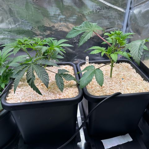Baby Yoda growlog timeline photo
