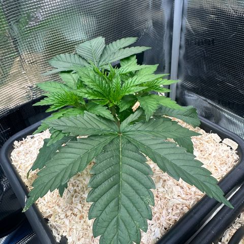 Purple Haze growlog timeline photo
