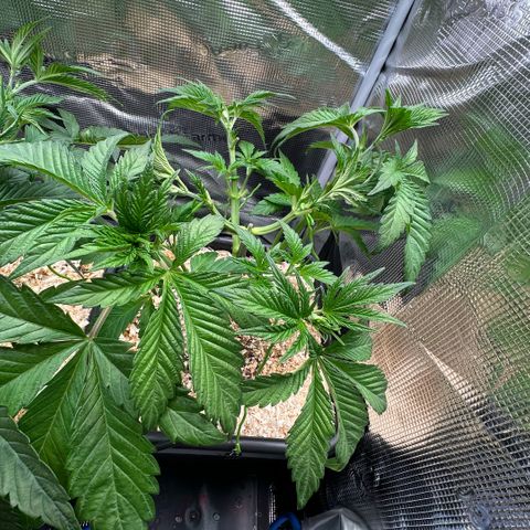 Purple Zkittlez  growlog timeline photo