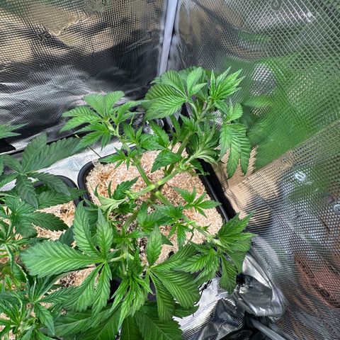 Purple Zkittlez  growlog timeline photo