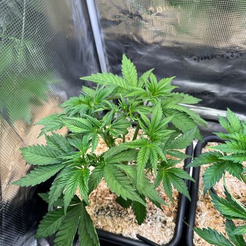Purple Haze growlog timeline photo