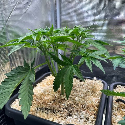 Purple Haze growlog timeline photo