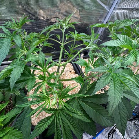 Baby Yoda growlog timeline photo