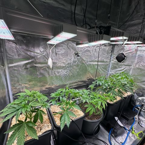Purple Haze growlog timeline photo