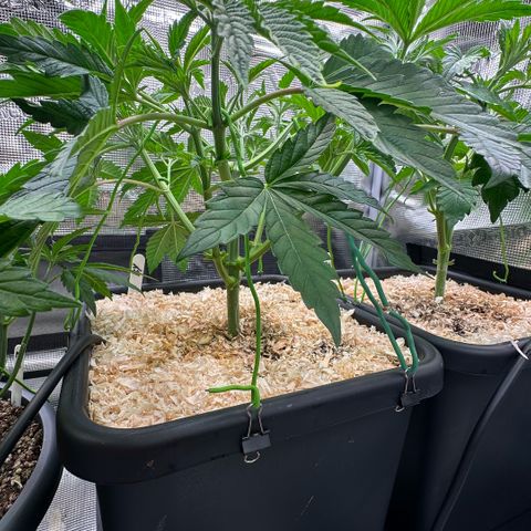 Baby Yoda growlog timeline photo