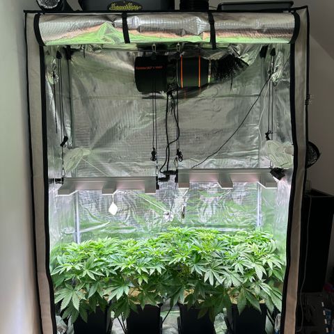 Purple Haze growlog timeline photo