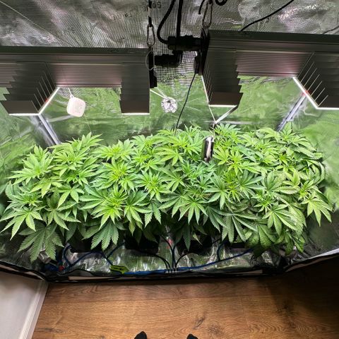 Purple Haze growlog timeline photo