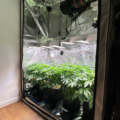 Purple Haze growlog timeline photo