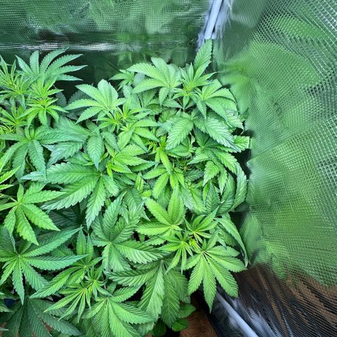 Purple Zkittlez  growlog timeline photo