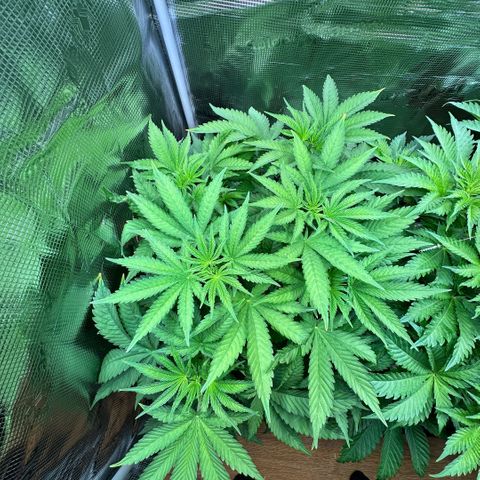 Purple Haze growlog timeline photo