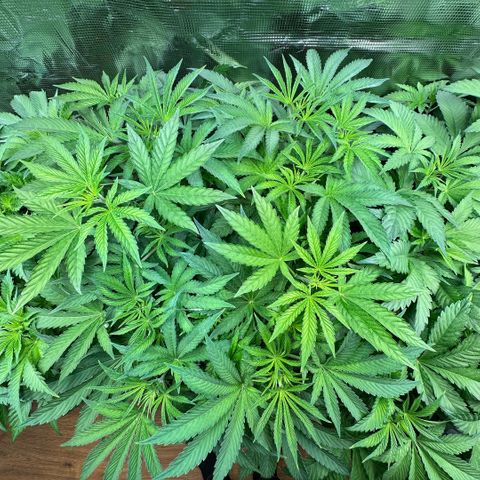 Baby Yoda growlog timeline photo