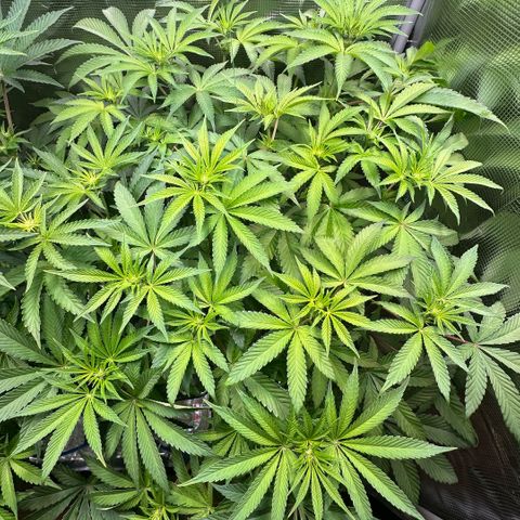 Purple Zkittlez  growlog timeline photo