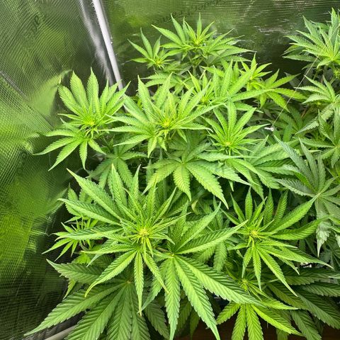Purple Haze growlog timeline photo
