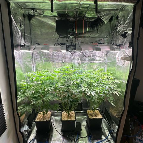 Purple Haze growlog timeline photo