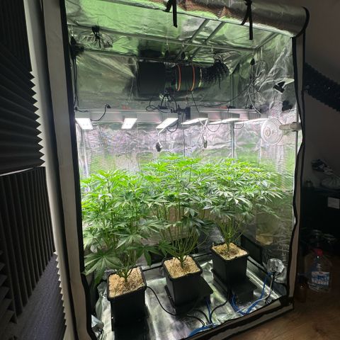Purple Haze growlog timeline photo