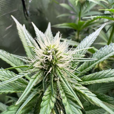 Purple Haze growlog timeline photo