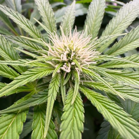 Purple Zkittlez  growlog timeline photo